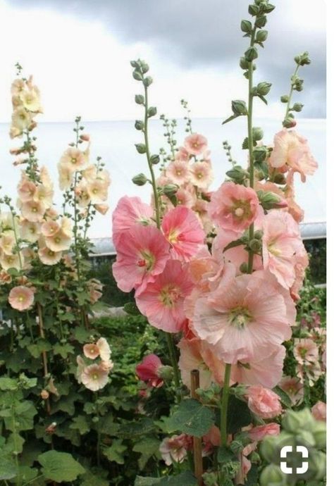 Truck Garden, Hollyhocks Flowers, Cottage Rose, Alpine Plants, Cottage Garden Design, Garden Types, Window Boxes, Deco Floral, Garden Flower