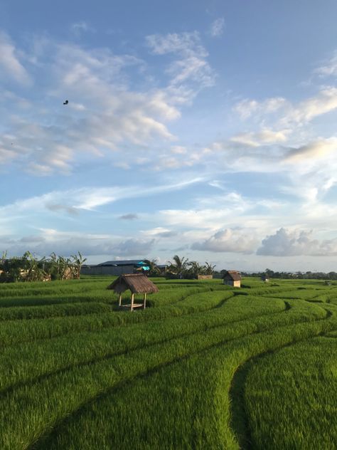 Rice Field Aesthetic, Bali Scenery, Rice Fields, Rice Fields Photography, Rice Field, Rice Fields Bali, Indonesia Scenery Landscape, Rice Field Bali, Canggu Bali