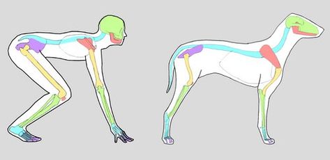 Differences & similarities: Human & Animal Anatomy - Kyle Hall - HND Portfolio Horse Muscles, Muscles Diagram, Skeleton Reference, Canine Anatomy, Comparative Anatomy, Skeleton Dog, Dog Human, Human Dog, Dog Wheelchair