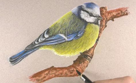 Draw A Bird, Pencil Drawing Ideas, Colored Pencil Drawings, Soft Pastels Drawing, Adding Details, Texture Drawing, Pencil Painting, Colored Pencil Techniques, Drawing Faces