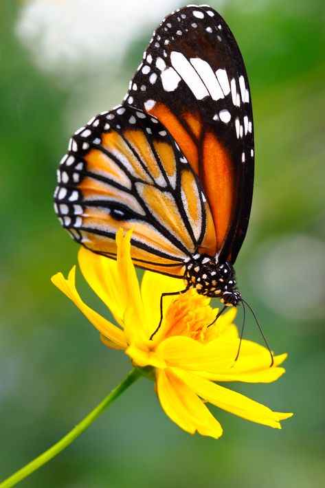 Butterfly Photography Nature, Butterfly Biosphere, Tiger Butterfly, Butterfly Beautiful, Butterfly On Flower, Types Of Butterflies, Beautiful Butterfly Photography, Butterfly Photos, The Monarch