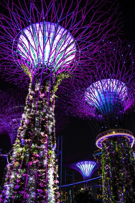 Supertree Grove, The Dazzling, Urban City, Space Needle, The Great Outdoors, New Experience, Singapore, Sound, Building