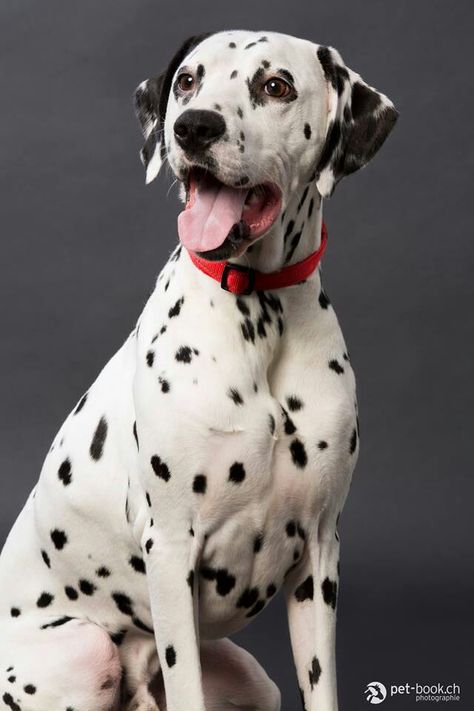 Wow! Spotty Dog, Spotted Dog, Dalmatian Puppy, Dalmatian Dog, Cute Dog Photos, Dalmatian Dogs, Big Animals, Dog Projects, Dog Rules