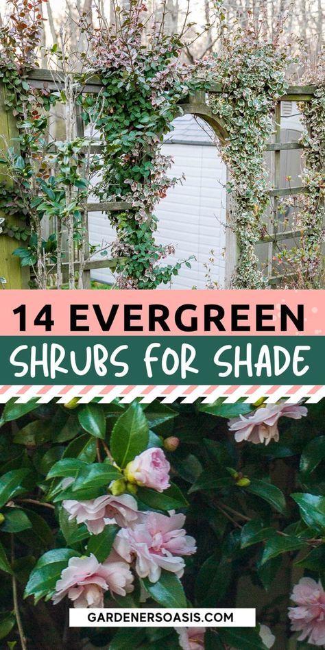 Evergreen Shrubs For Shade, Evergreen Bushes, Shrubs For Shade, Foundation Plants, Evergreens For Shade, Shade Landscaping, Evergreen Bush, Fast Growing Evergreens, Shade Shrubs