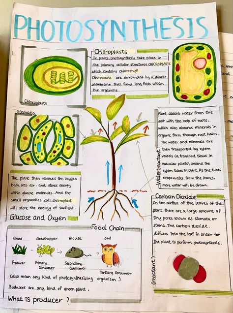 Biology Charts Poster, Biology Aesthetic Poster, Biology Index Design, Science Poster Ideas Aesthetic, Class 10 Science Project, Aesthetic Biology Notes Ideas, Biology School Projects, Project Biology Ideas, Biology Ideas Projects