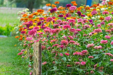 Zinnias are easy to grow annual flowers that come in a wide range of colors, flower shapes and heights. Here are tips for growing your own zinnias. Zinnia Varieties, Garden Preparation, Easiest Flowers To Grow, Zinnia Garden, Zinnia Flower, Flowers Growing, Organic Mulch, Zinnia Flowers, Cut Flower Garden