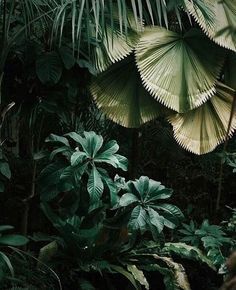 Dark Green Jungle Leaves .... Plants Are Friends, Pretty Plants, Foliage Plants, Tropical Garden, Green Aesthetic, Tropical Plants, Green Plants, Plant Life, Botany