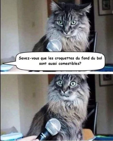 La révélation de l'année.🤣 Cat Info, Minions Funny, Really Funny Memes, Animal Crossing, Really Funny, Cute Cat, Funny Animals, Funny Gif, Funny Pictures