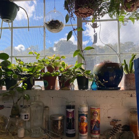 Windowsill Garden Indoor, Windowsill Garden Aesthetic, Plants By Window, Window Plants Indoor, Plant Windows, Windowsill Aesthetic, Plants On Window Sill, Plants Windowsill, Basil Plant Indoors