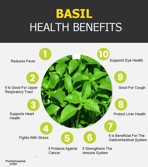 Basil: Benefits, Uses, Preparation And Recommendations (King Of Herbs) 3 Health Benefits Of Basil, Basil Benefits, Benefits Of Basil, Basil Health Benefits, Healthy Liver Diet, Nutri Bullet, Bullet Recipes, Medicine Garden, Liver Diet