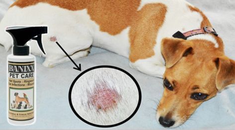 Ringworm is one of the most common fungal skin conditions affecting pets of all shapes and sizes. The hallmark of this infection is the characteristic circular pattern of hair loss. Once you’re sure that ringworm is what you’re dealing with, the next step is to begin some basic disinfecting procedures while treating the affected skin with a quality antifungal like Banixx Horse & Pet Care. It kills 99% of most fungal spores within minutes and is safe and easy to apply on your pet! Dog Skin Problems Pictures, Dog Hot Spots, Dog Skin Problem, Dog Skin Care, Dogs Diy Projects, Skin Bumps, Dog Health Tips, What Dogs, Dog Skin