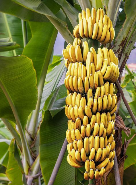 Banana Plant Indoor, Vegetable Pictures, Banana Cookies, Banana Fruit, Banana Plants, Banana Tree, Fruit Seeds, Beautiful Fruits, Fruit Plants