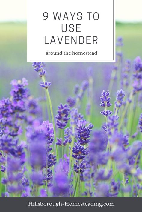 Check out these 9 unique ways to use lavender around the homestead. From first aid, to laundry, to cooking, these 9 ways to use lavender essential oil or fresh plant will keep you busy all summer long! | Hillsborough Homesteading What To Make With Fresh Lavender, Fresh Lavendar Ideas, How To Use Fresh Lavender, What To Do With Fresh Lavender, Fresh Lavender Uses, Lavender Plant Uses, Lavender Projects, Uses For Lavender, Lavender Uses