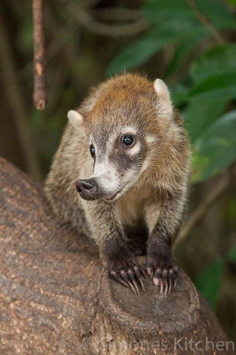 Coati Mundi Interesting Animals, Unusual Animals, Rare Animals, Weird Animals, Unique Animals, Cute Creatures, Animals Of The World, Animal Planet, Exotic Pets