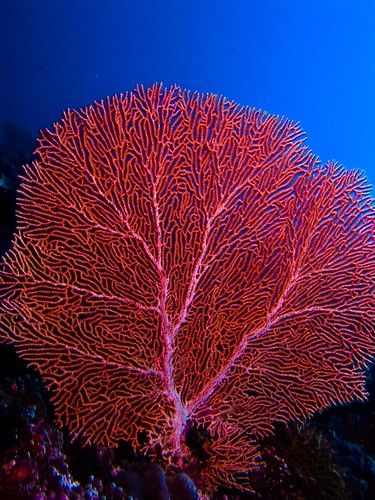 Red Sea Coral Reef, Coral Reef Photography, Bawah Air, Fan Coral, Fauna Marina, Sea Fan, Under The Water, Coral Art, Ocean Floor