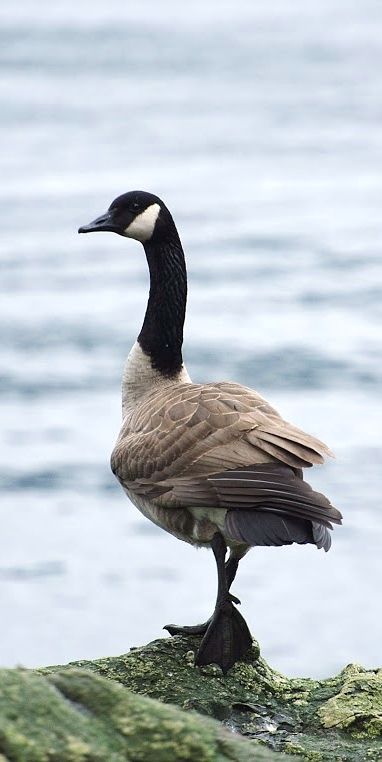 Canada Goose Old Man Portrait, Bunny Painting, Canadian Goose, Watercolor Projects, British Wildlife, Flying Geese, Bird Pictures, Nature Journal, Male Portrait