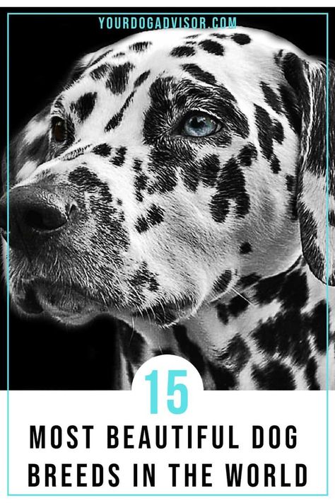 Dog parents, like most parents, are unabashedly biased. They are certain that their dog breeds are the most beautiful dog breeds to have ever lived. But away from the bias and the fact that we already know beauty is only skin deep, there comes a time when we just want to appreciate the incredible creation that is a gorgeous dog. Gorgeous Dog Breeds, Elegant Dog Breeds, Rare Dogs Breeds, Beautiful Dogs Breeds Unique, Cute Dogs Wallpaper Aesthetic, Dogs Wallpaper Aesthetic, Cute Dog Pfp, Dog Easter Basket, Unusual Dog Breeds