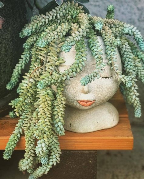 sedum morganianum Floating Plants, Face Planters, Head Planters, String Of Pearls, Closed Eyes, Plastic Pots, Cool Haircuts, Cool Plants, Outdoor Plants