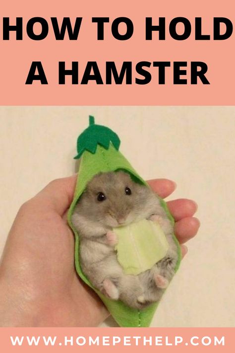 How To Hold A Hamster, Hamster Knowledge, Hamster Harness, Hamster Facts, Pet Diys, Hamster Cage Ideas, Diy Hamster Toys, Hamster Breeds, Bear Hamster