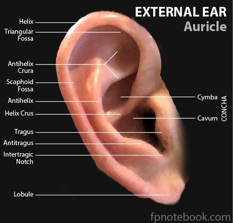 External Ear Anatomy, Ear Structure, Ear Anatomy, Outer Ear, Human Anatomy And Physiology, Web Images, Nursing Study, Medical Illustration, Anatomy And Physiology