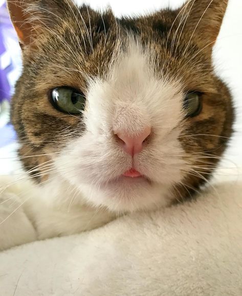 Meet Monty - a cat with feline Down Syndrome Being Different, Ig Feed, All About Animals, Cat Health, Cat Food, Cat House, Cat Toys, A Cat, Cat Breeds