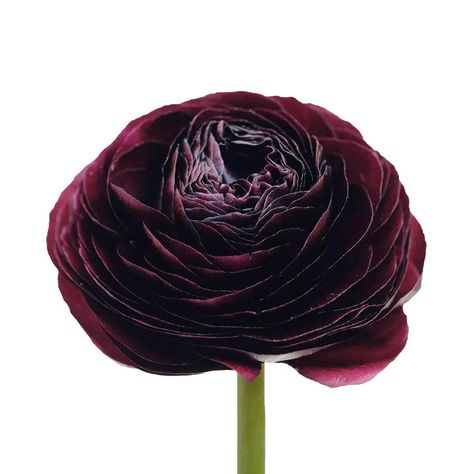 Ranunculus Burgundy 35cm - 100 Stem Bunch Holex Dutch Flower Ranunculus, Burgundy Ranunculus, Stem Boxes, Burgundy Dahlia, Event Centerpiece, Burgundy Flowers, Ranunculus, Burgundy Color, The Deep