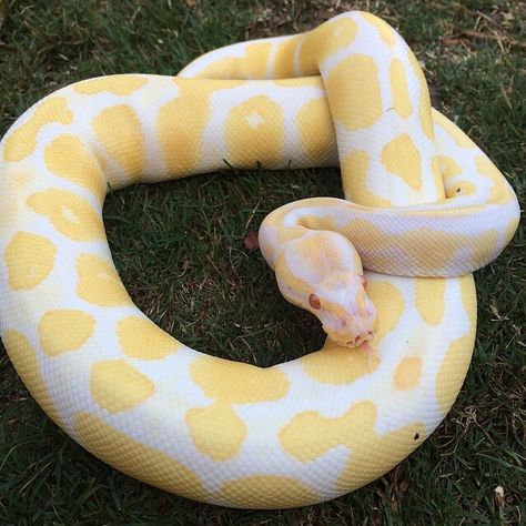 Yellow and white snake Yellow Python Snake, Yellow And White Snake, Golden Snake Aesthetic, Yellow Snake Aesthetic, Snake Yellow, Yellow Python, Corn Snakes, Milk Snake, Hognose Snake