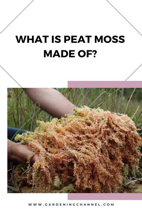 peat moss harvest with text overlay what is peat moss made of Gardening 101, Peat Moss, Grow Your Own Food, Sounds Like, The Basics, Vegetable Garden, Gardening Tips, Flower Garden, How To Use