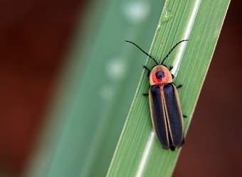 Firefly Festival, Lightning Bugs, Bug Images, Lightning Bug, Bug Tattoo, Termite Control, Macro Shots, Smoky Mountain National Park, Can Lights