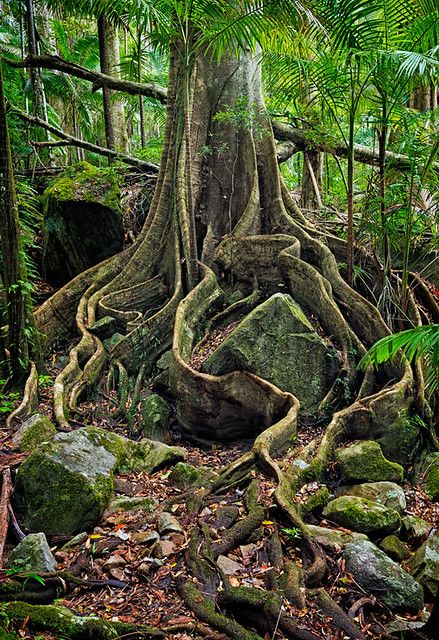 Trees With Roots, Tree With Roots, Rainforest Trees, Matka Natura, Belle Nature, Ancient Tree, Unique Trees, Tree Roots, Amazon Rainforest