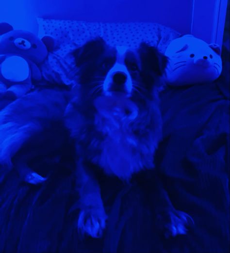 A beautiful wild Charlie sitting on his royal bed Royal Bed, Spotted Dog, Blue Hour, Blue Dog, His Eyes, Mood Board, Collage, Bed, Dogs