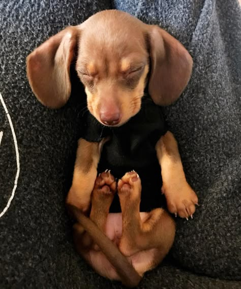 Dachshund Funny, Sausage Dogs, Weenie Dogs, Mini Dachshund, Dachshund Puppies, Dachshund Puppy, Dachshund Love, Weiner Dog, Wiener Dog