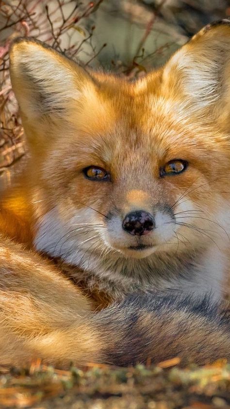 Fluffy Things, Fox Pictures, Fox Lover, Pet Fox, Majestic Animals, Fox Art, Wild Dogs, Cute Fox, Red Fox