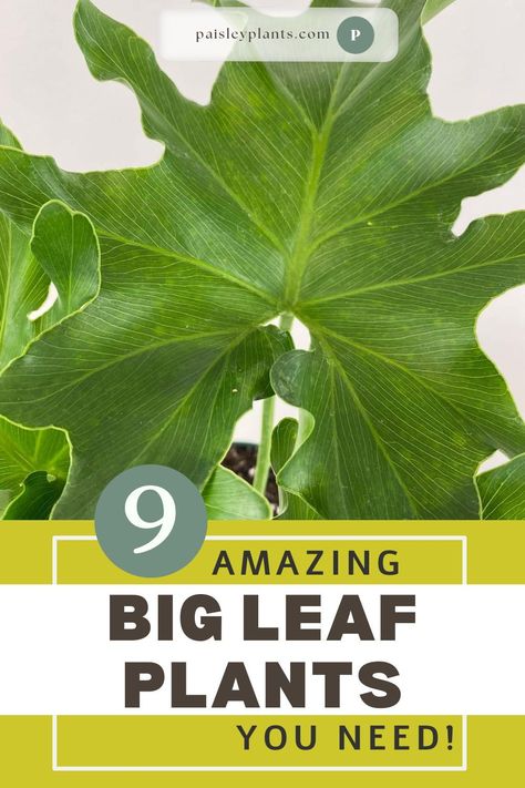 Make a huge impact in your home with the 9 spectacular big leaf plants! You'll learn care tips and tricks for the large houseplants! House Plants With Big Leaves, Plant With Big Leaves, Large Houseplants Indoor, Big House Plants, Large Houseplants, Large Leaf Plants, Big Leaf Plants, Leaves Name, Monstera Plant Care