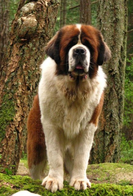 Majestic looking St. Bernard. I want to Hug, kiss, and play with one!!!<3 Worlds Largest Dog, San Bernard, St Bernards, Saint Bernards, Dogs Big, St Bernard Puppy, Huge Dogs, St Bernard Dogs, Bernard Dog