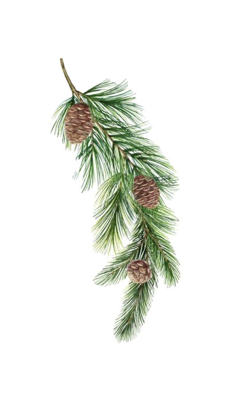 Pine Cone Drawing, Spruce Branch, Mug Noel, Christmas Tree Illustration, Plant Illustrations, Christmas Branches, Illustration Kunst, Watercolor Vector, Watercolor Green