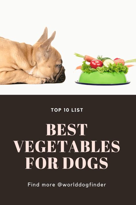 There is a lot of debate still going on whether dogs are carnivores or omnivores, but there is no denying some vegetables can offer different health benefits to dogs. You might want to consider looking for dog foods that include one of these veggies or include them in your dog’s diet on your own. If you want to know which vegetables dogs can eat, check out this list of the best veggies for dogs. Veggies For Dogs, List Of Veggies, Best Veggies, Best Vegetables, List Of Vegetables, Dog Foods, Veggie Dogs, Healthy Dog Food Recipes, Human Food