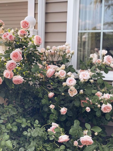 Rose Courtyard Garden, Veranda Cream Rose, Rose Bushes Front Yard, Roses And Dahlias Garden, Small Backyard Rose Garden, Strawberry Hill Rose David Austin, Heirloom Roses Climbing, Roses In Flower Beds, Texas Rose Garden