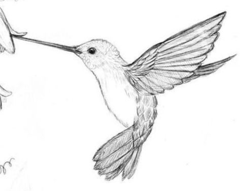 Bird Pencil Drawing, Cute Easy Animal Drawings, Hummingbird Drawing, Easy Animal Drawings, Easy Animals, Hummingbird Tattoo, Artist Sketchbook, Bird Drawings, A Drawing