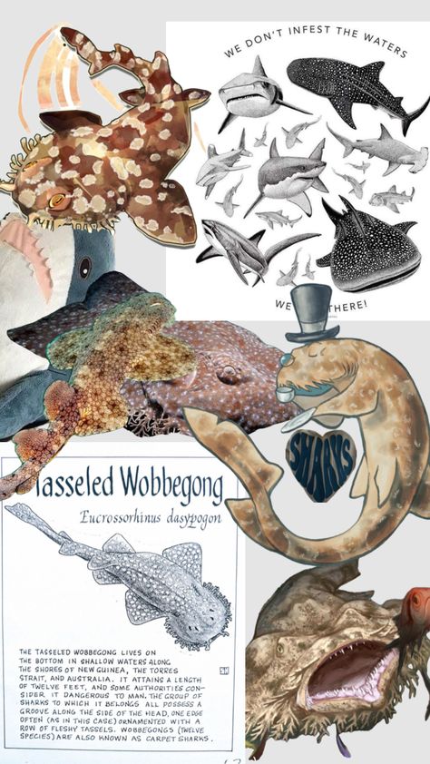 wobbegong 🤭 i can’t wait for my tattoo of this babyboy #shark Wobbegong Shark, Shark Drawing, Beautiful Sea Creatures, Big Animals, My Tattoo, Marine Biology, Beautiful Sea, Marine Animals, Create Collage