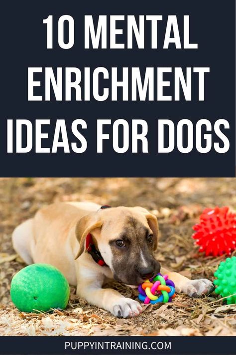 10 Mental Enrichment Ideas For Dogs Dog Games Diy, Games For Puppies, Dog Boredom, Dog Entertainment, Brain Games For Dogs, Amstaff Puppy, Ideas For Dogs, Dog Minding, Bored Dog