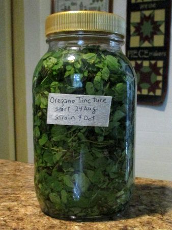 5 Acres & A Dream: Oregano Tincture Medicinal Herb Tinctures, How To Make Oregano Tincture, Herbal Tincture Recipes Diy, Oregano Medicinal Uses, Feverfew Tincture Recipe, Oregano Tincture Recipe, Oregano Tincture Benefits, Oil Of Oregano Recipe, Mullein Tincture Recipe