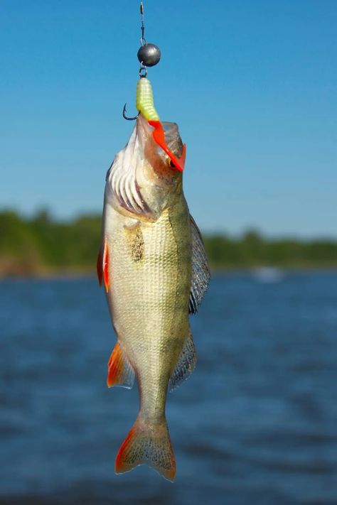 Harvest Moon Light Of Hope, Sun Fish, Yellow Perch, Crappie Jigs, Perch Fishing, Fishing Stuff, Walleye Fishing, Fishing Rigs, Crappie Fishing