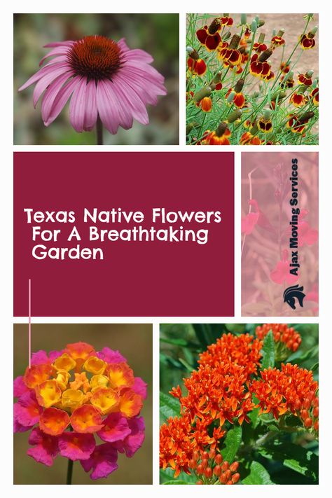 If you're looking for a colorful and unique addition to your home garden, consider adding some native Texas flowers. These beautiful blooms are perfect for creating a one-of-a-kind space that is sure to impress your neighbors and friends. Texas native flowers come in a wide range of colors, shapes, and sizes, so you're sure to find the perfect match for your garden. Keep reading to learn more about some of the best Texas native flowers for your garden. Texas Native Perennials, Texas Native Pollinator Plants, Zone 9 Flower Gardening Texas, Central Texas Flower Bed Ideas, Texas Pollinator Garden, Texas Flowers Garden Ideas, Texas Zone 8 Landscaping, Texas Native Flowers, Central Texas Native Plants