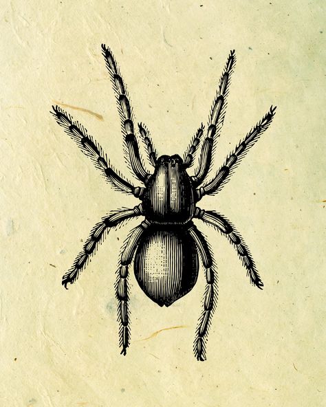 PRINTABLE Vintage Spider Print for Scary Victorian Wall Art, Ghoulish Digital Print of Vintage Spider Print, Creepy Halloween Art Print Vintage Spider Illustration, Creepy Spider Drawing, Tarantula Illustration, Spider Vintage, Victorian Wall Art, Spider Illustration, Spider Drawing, Insect Crafts, April Art