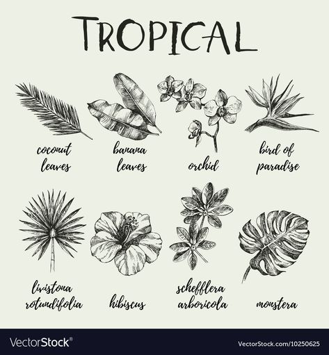 Tropisches Tattoo, Tropical Flower Tattoos, Plants Vector, Tropical Tattoo, Plant Sketches, Floral Tattoo Sleeve, Plant Tattoo, Plant Vector, Tropical Oasis