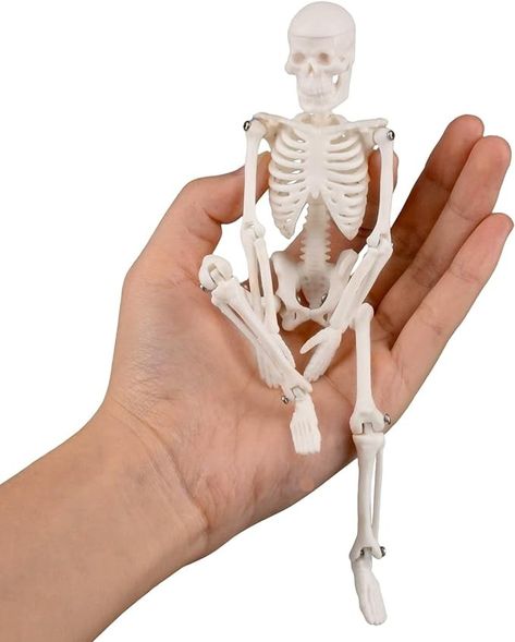 Amazon.com: Ultrassist Mini Human Skeleton Model, Portable 20cm Skeleton Bone Model with Stretchable Jaw, Great Teaching Tool for Physiological Education and Human Skeletal System Study : Industrial & Scientific Human Skeleton Model, Skeleton System, Life Size Skeleton, Bone Model, Human Skeletal System, Skeleton Anatomy, Skeleton Model, Skeletal System, Musculoskeletal System