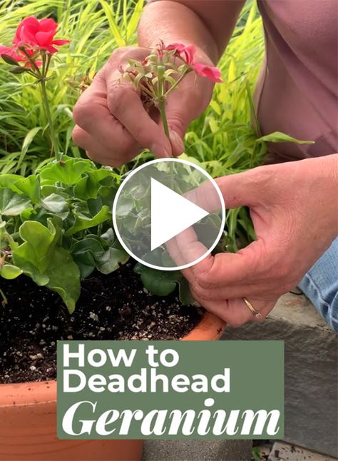 How to Deadhead Geraniums: Learn how to deadhead geraniums to keep them looking tidy all summer and producing more blooms. Pruning Geraniums, Large Yard Landscaping Ideas, Propagating Geraniums, Geranium Planters, Wildlife Garden Design, Deadheading Flowers, Large Yard Landscaping, Recycling Furniture, Growing Geraniums