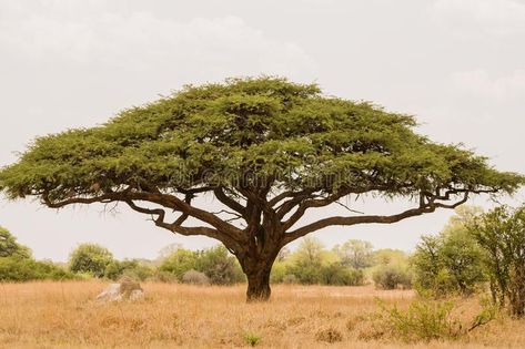 Photo about Acacia tree in Savannah Zimbabwe, South Africa. Image of nature, mimosa, africa - 123905758 Africa Trees, African Tree, Baobab Tree, Acacia Tree, Creation Art, Ancient Tree, Unique Trees, Level 4, Big Tree