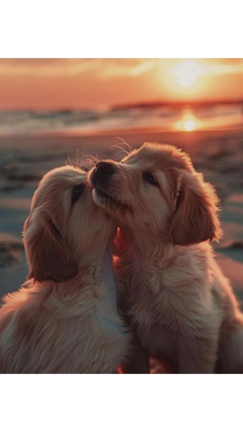 Perros Golden Retriever, Chien Golden Retriever, Cute Dogs Images, Very Cute Puppies, Super Cute Puppies, Images Kawaii, Cute Small Animals, Cute Dog Photos, Cute Animals Puppies